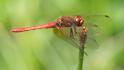 Sympetrum illotum (Cardinal Meadowhawk)-6.jpg